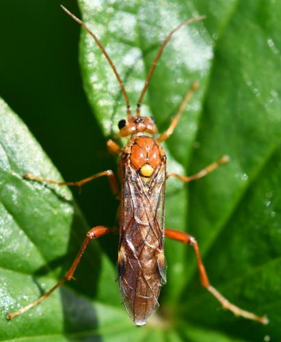 Tenthredopsis nassata